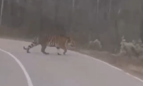 Амурский тигр в Приморье