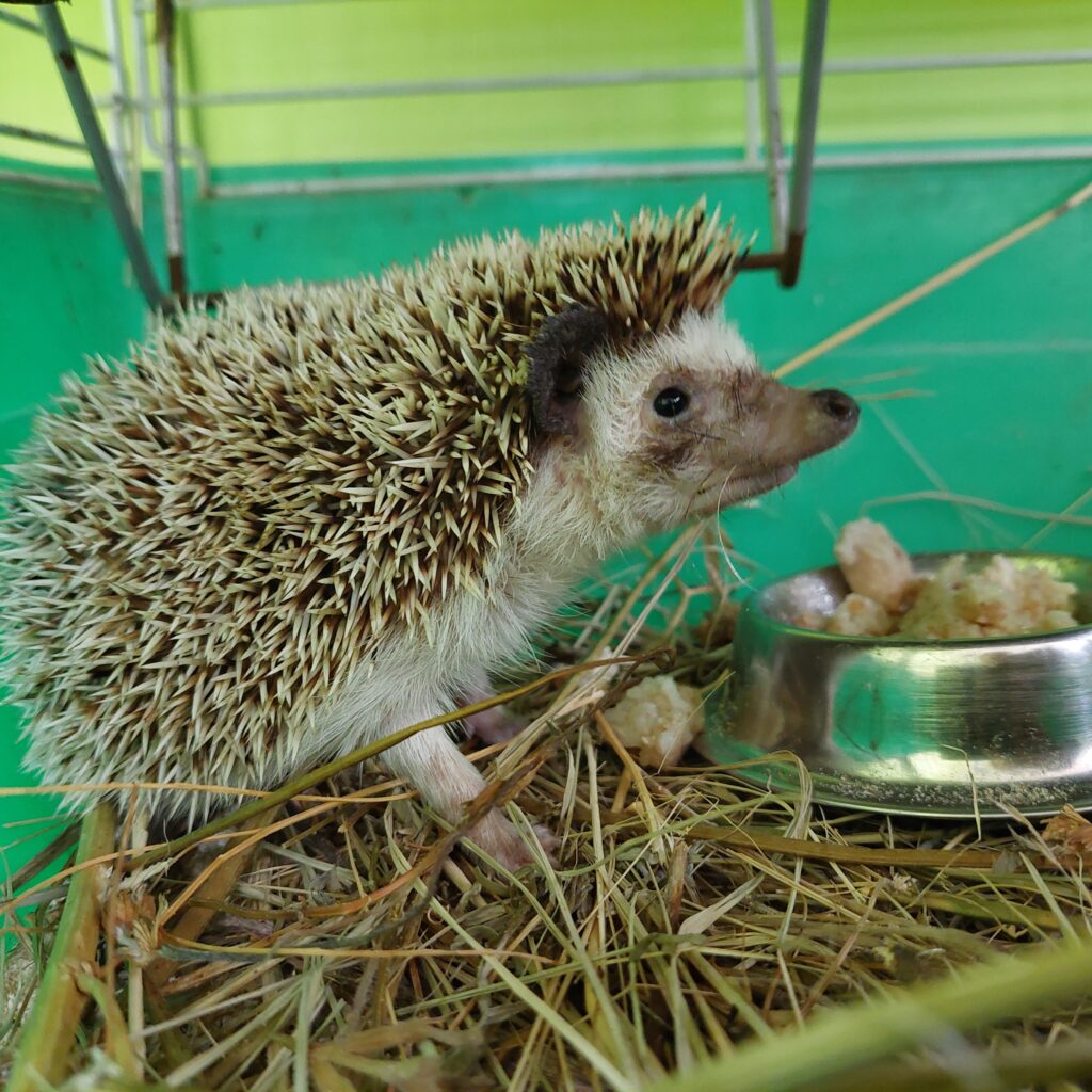 ёж, хищный ёж