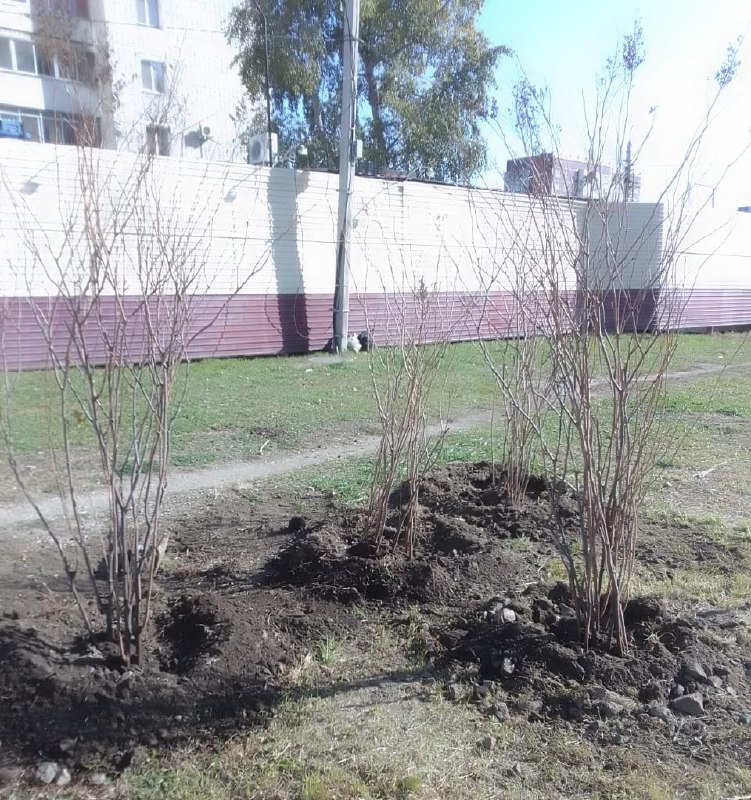 На Игнатьевском шоссе в Благовещенске высаживают 50 новых деревьев