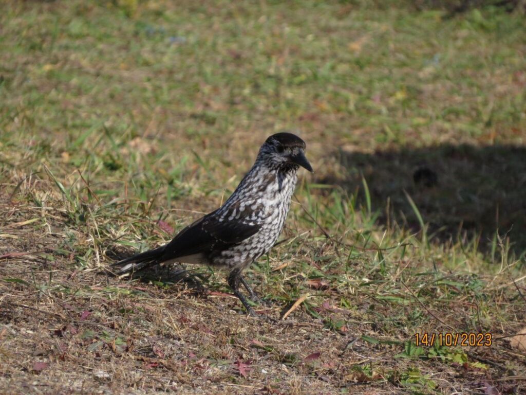 В Благовещенский округ залетела редкая птичка, которая водится только в тайге