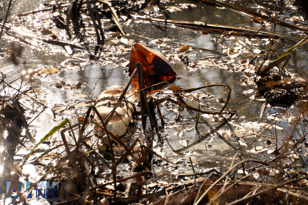 А под ногами не только листья: чем богата благовещенская Бурхановка?
