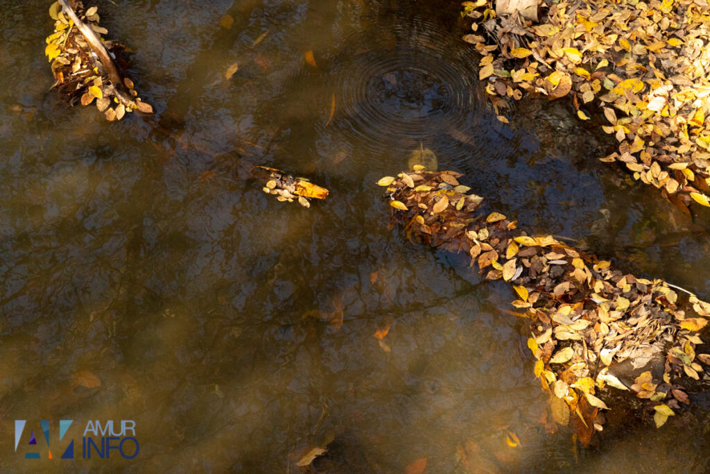 А под ногами не только листья: чем богата благовещенская Бурхановка?