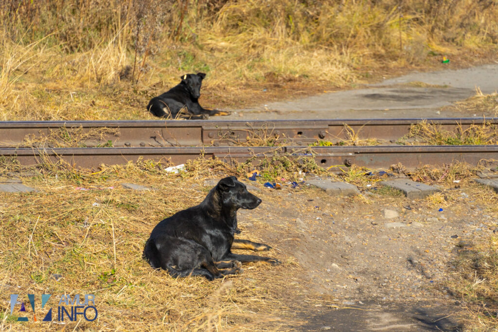Тринадцать псов окружили огромную черную собаку: необычную стаю заметили у благовещенского ТЦ