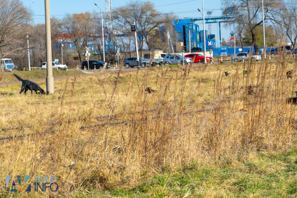 Тринадцать псов окружили огромную черную собаку: необычную стаю заметили у благовещенского ТЦ
