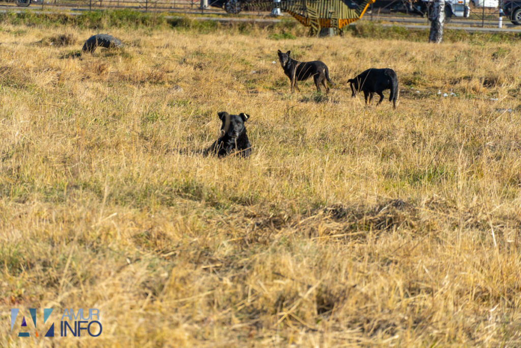 Тринадцать псов окружили огромную черную собаку: необычную стаю заметили у благовещенского ТЦ