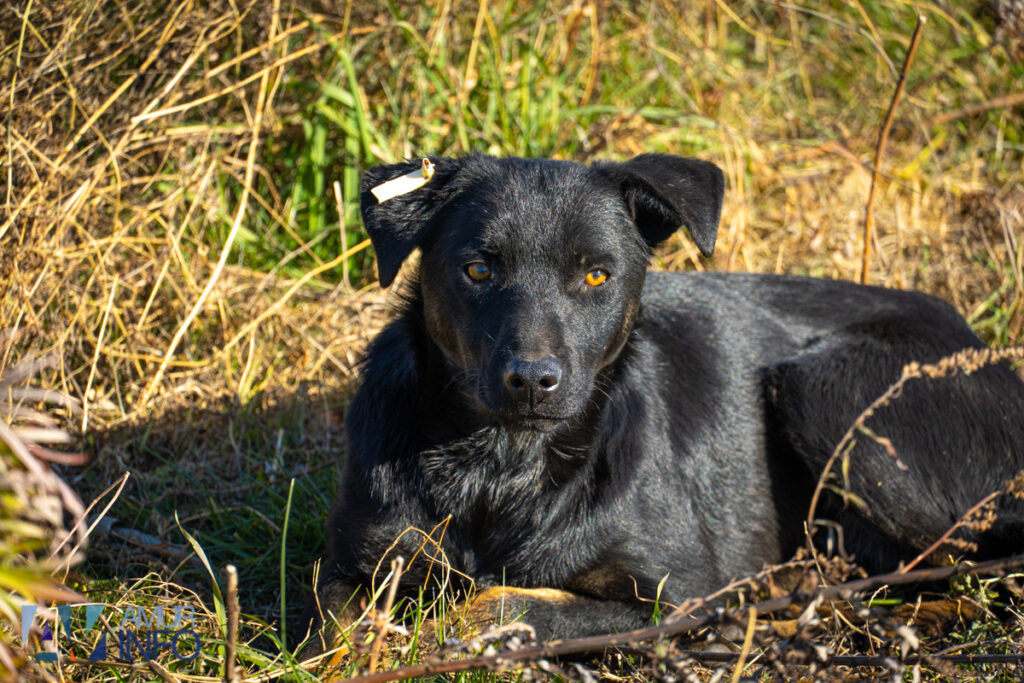Тринадцать псов окружили огромную черную собаку: необычную стаю заметили у благовещенского ТЦ