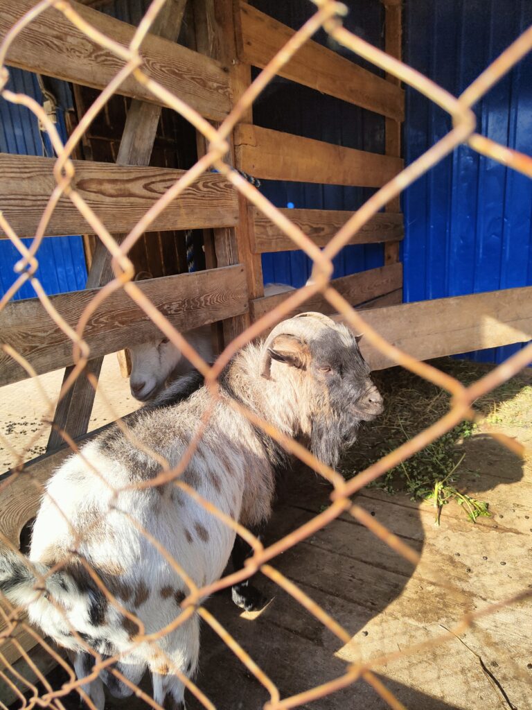 козёл, животное козёл