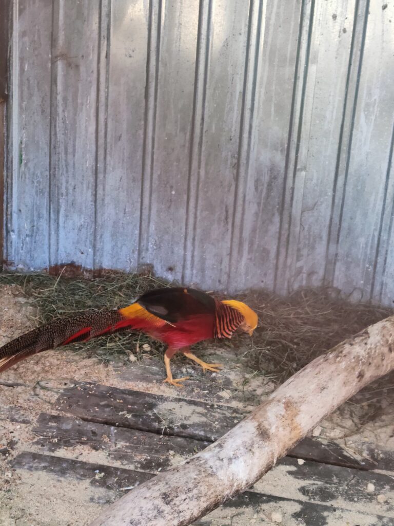 золотой фазан, птица фазан