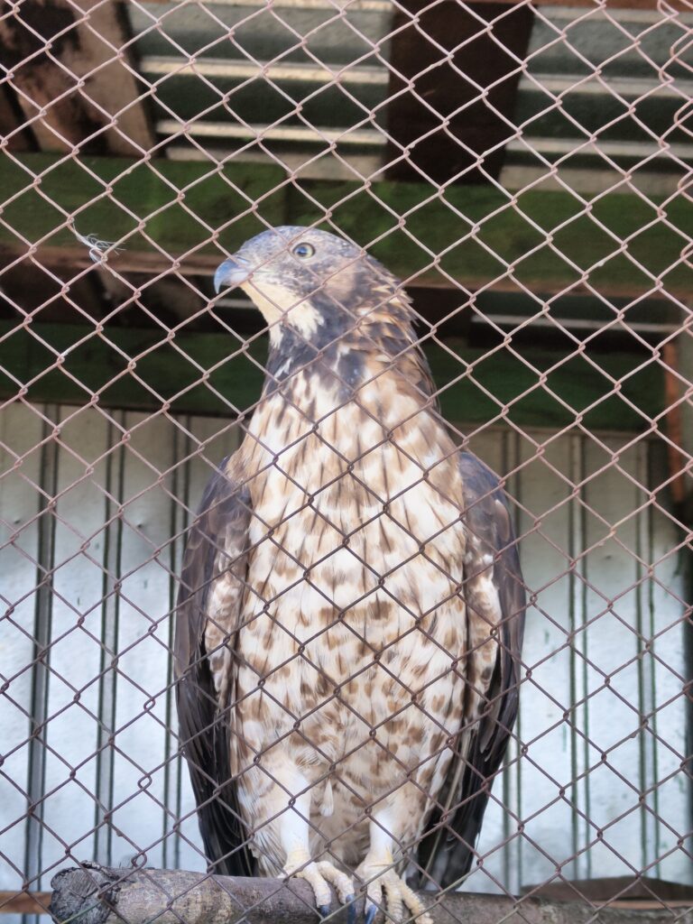 хищная птица, канюк птица