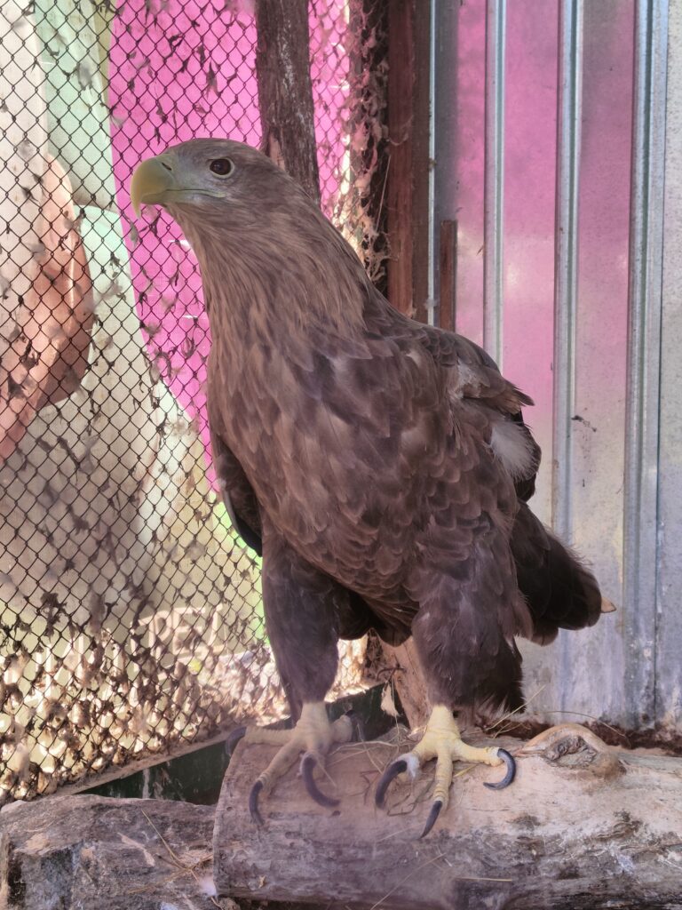 белохвостый орлан