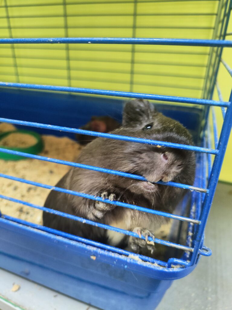 морская свинка