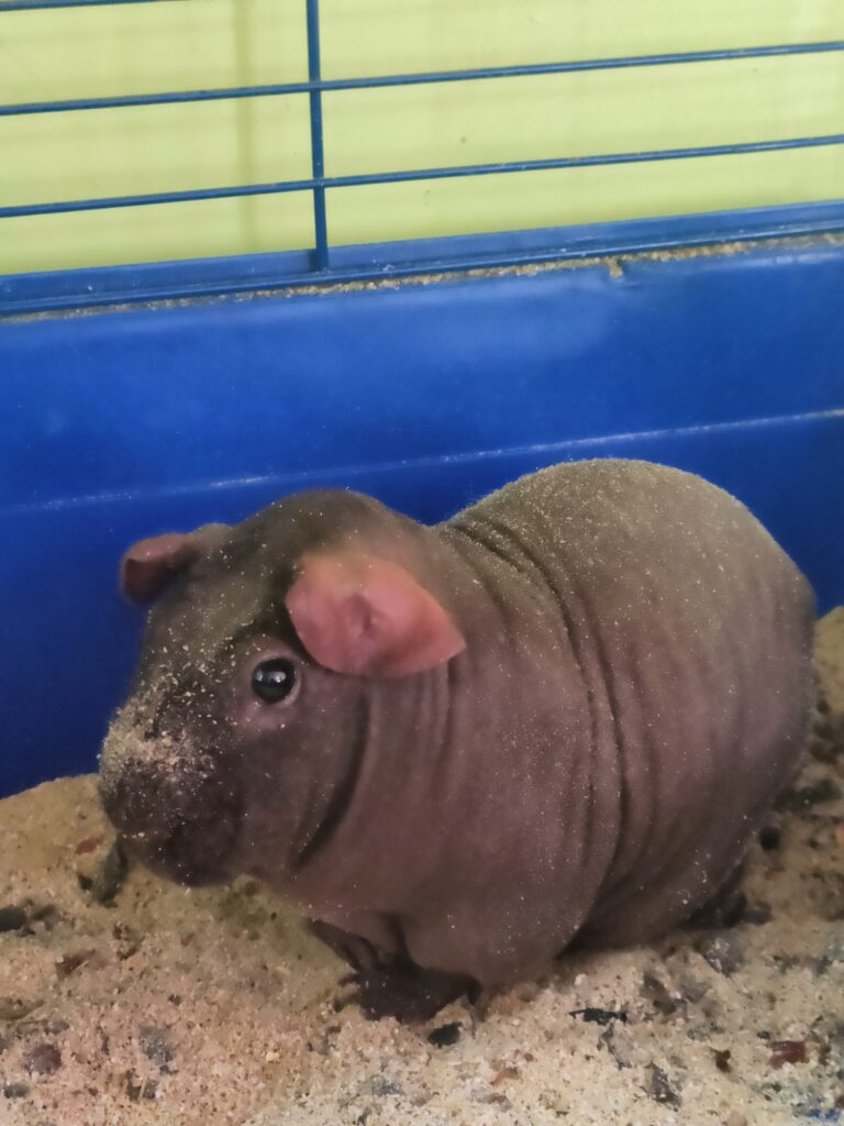 морская свинка