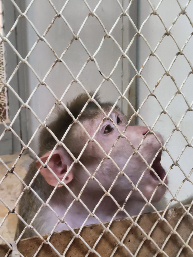 индийская макака