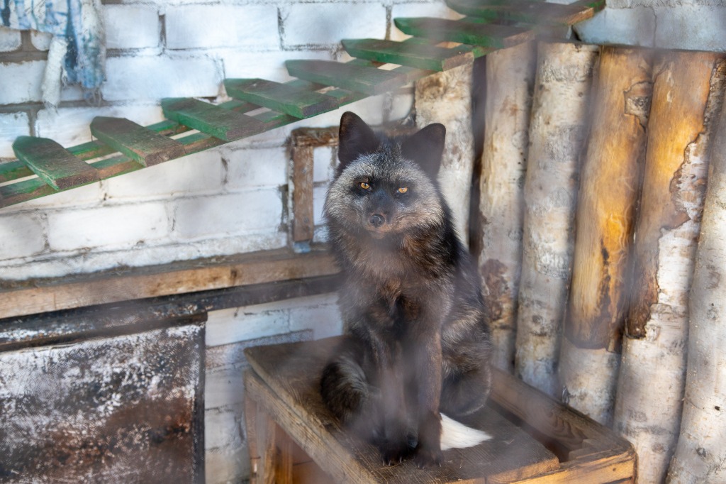 чернобурка, чернобурая лиса