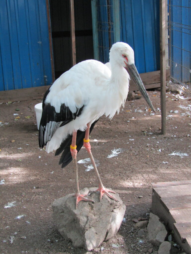 дальневосточный аист, краснокнижная птица аист
