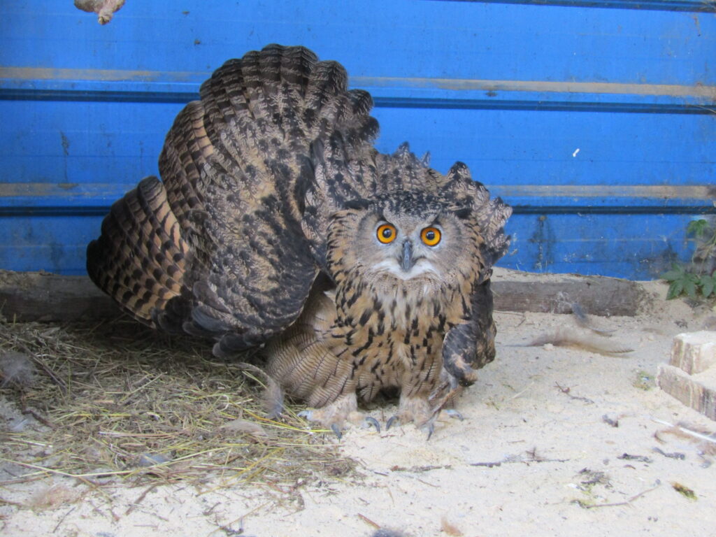 краснокнижная птица, филин