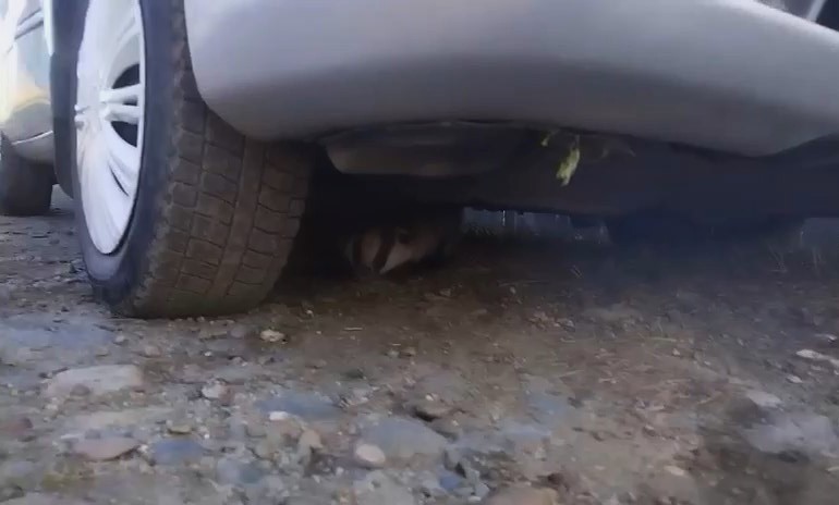 Лесные звери начали выходить к амурчанам