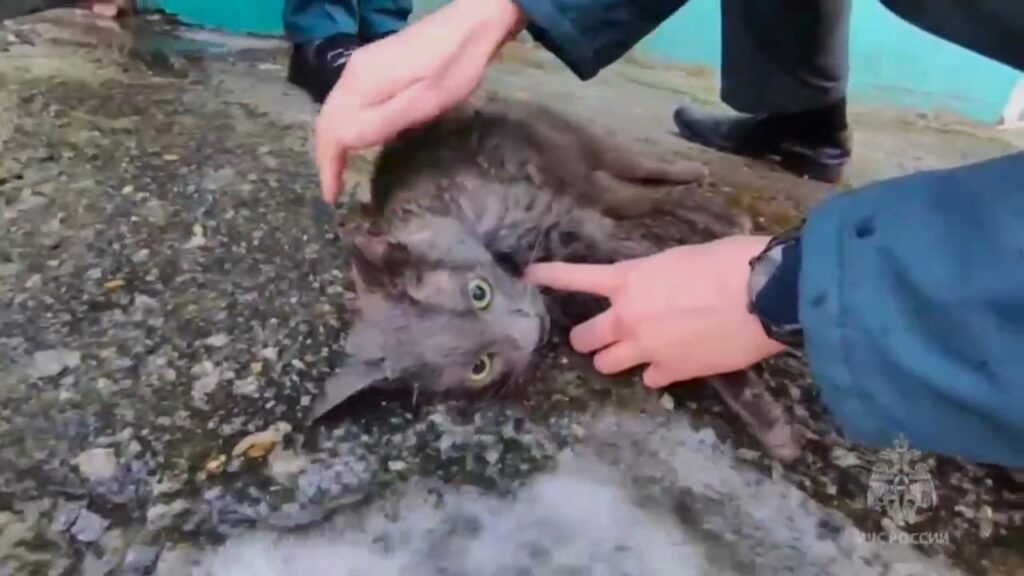 Трагично: стало известно о судьбе животных, спасенных из пожара в Благовещенске