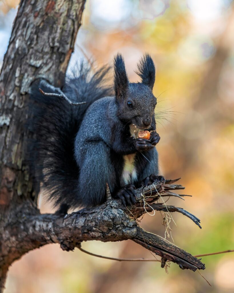 белка, векша