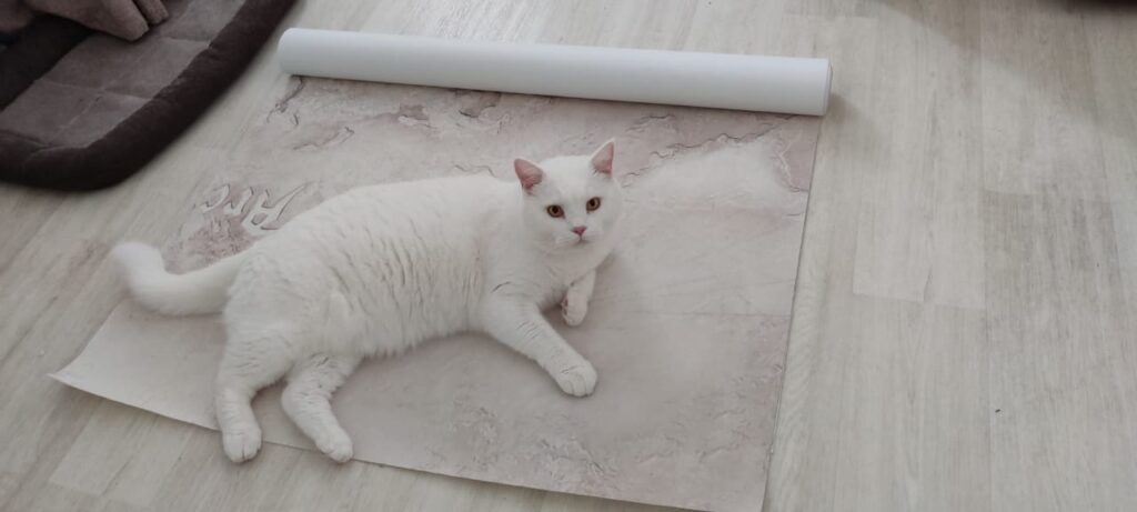 Как не ссориться во время ремонта, ремонт, кот