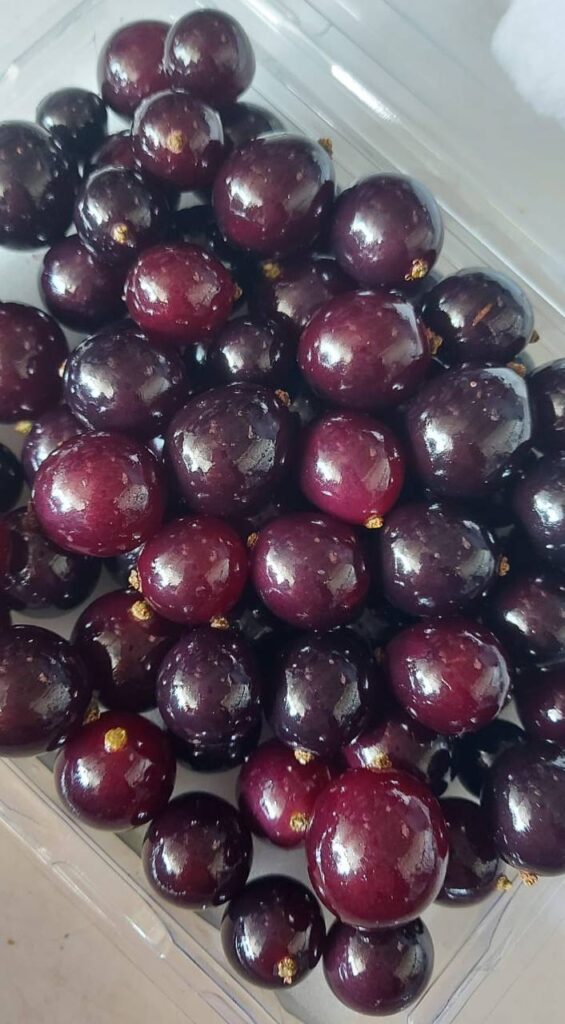 Управление Россельхознадзора по Амурской области и Республике Саха (Якутия), джаботикаба