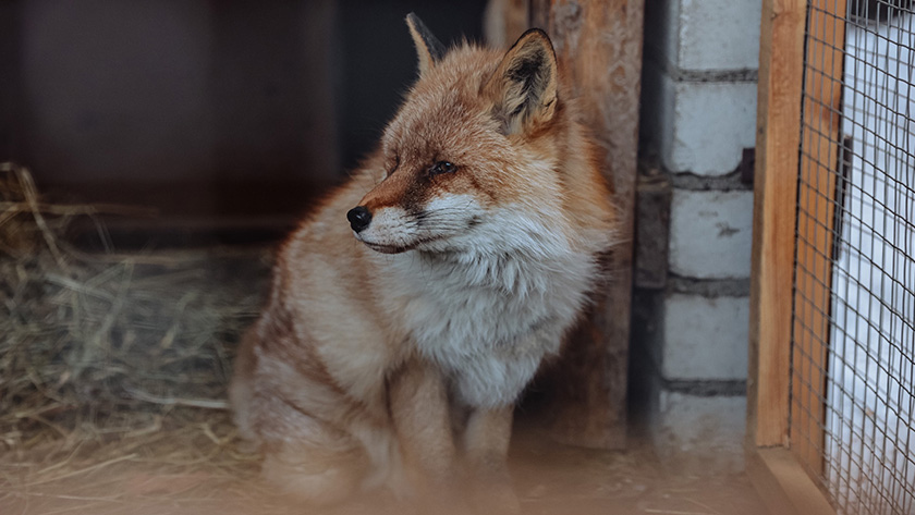 лисица обыкновенная