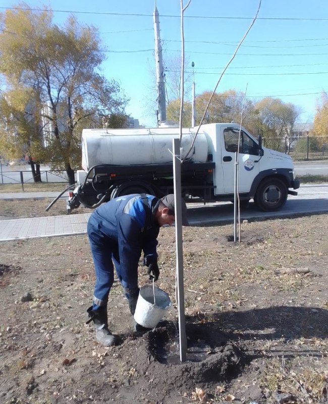 На Игнатьевском шоссе в Благовещенске высаживают 50 новых деревьев