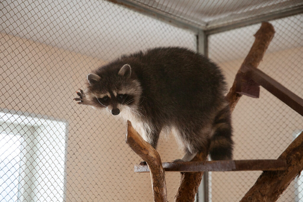 енот-полоскун 