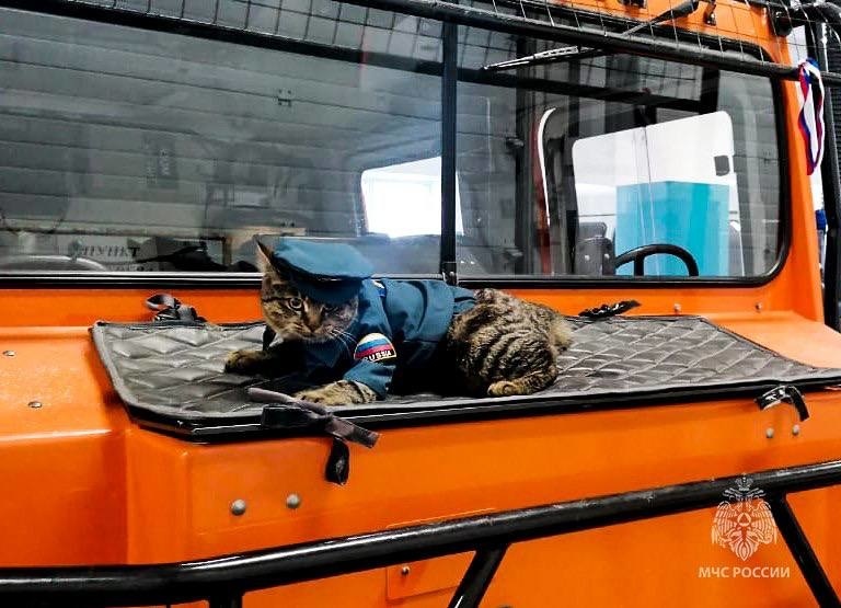 Кошка-МЧСница из Южно-Курильска испытала радость материнства
