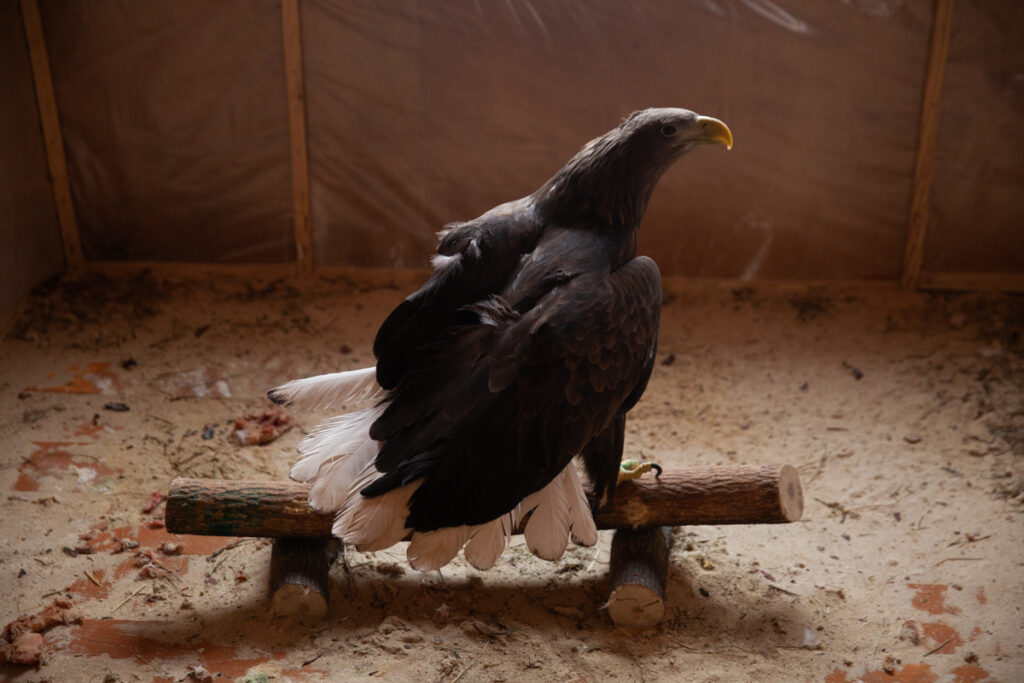 орлан-белохвост, краснокнижные птицы