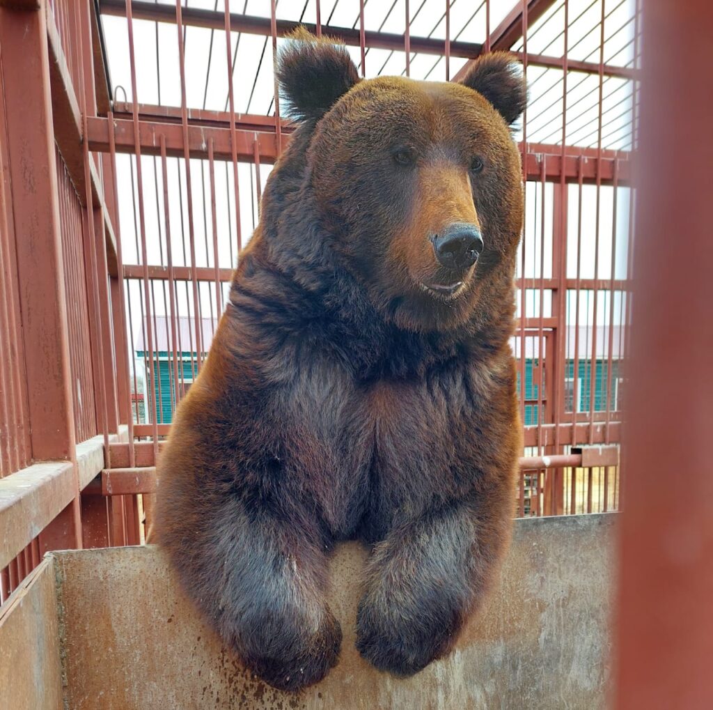 бурый медведь, хищник