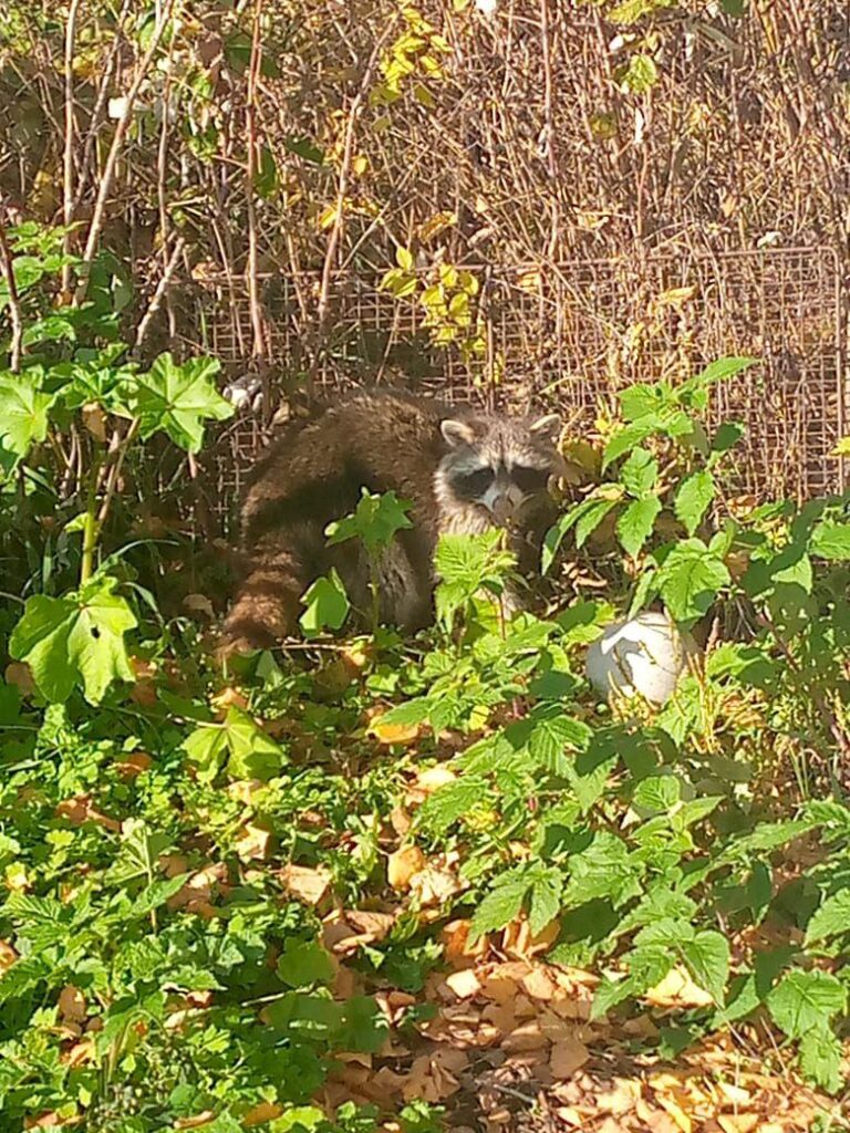 Лесные звери начали выходить к амурчанам