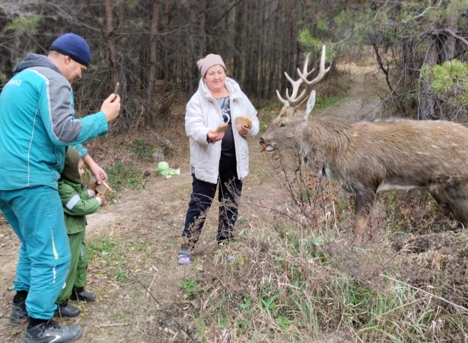 телеграм-канал «Новости Свободненского района»