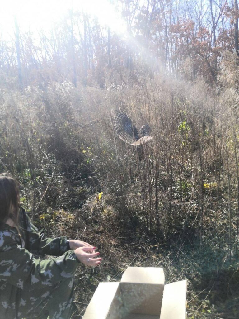 Птичка на воле: охотоведы спасли неясыть, загнанную сороками