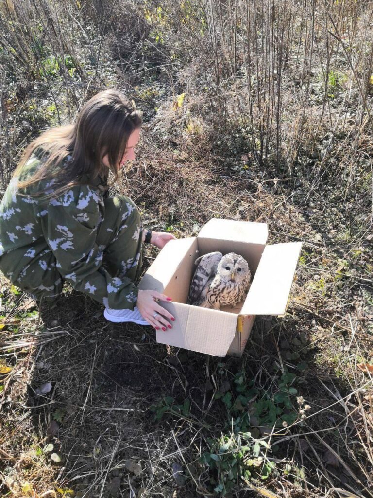 Птичка на воле: охотоведы спасли неясыть, загнанную сороками