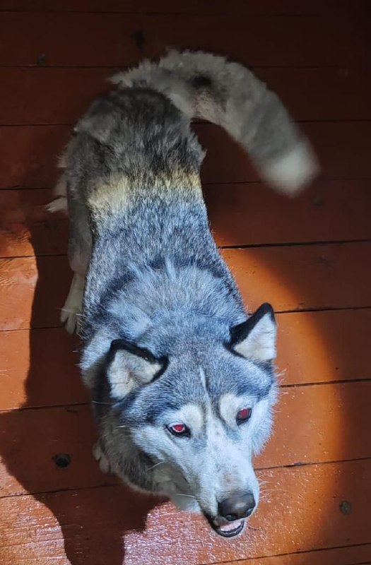 В Благовещенском округе власти начали отлов бездомных собак