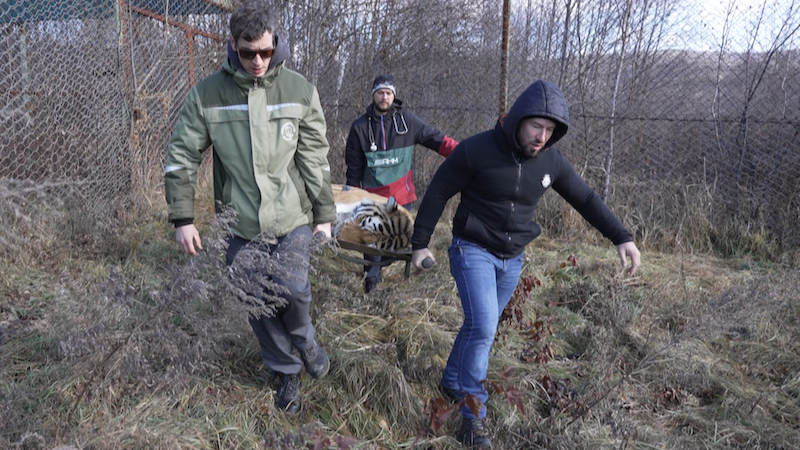 Фото: Центр "Тигр"