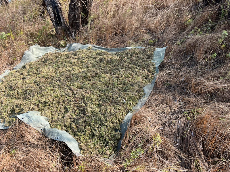 Амурчанам грозит тюремный срок за крупную заготовку запрещенных веществ