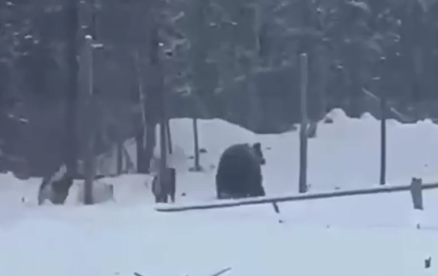 Медведь