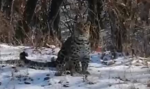 Дальневосточный леопард