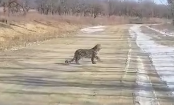 Дальневосточный леопард