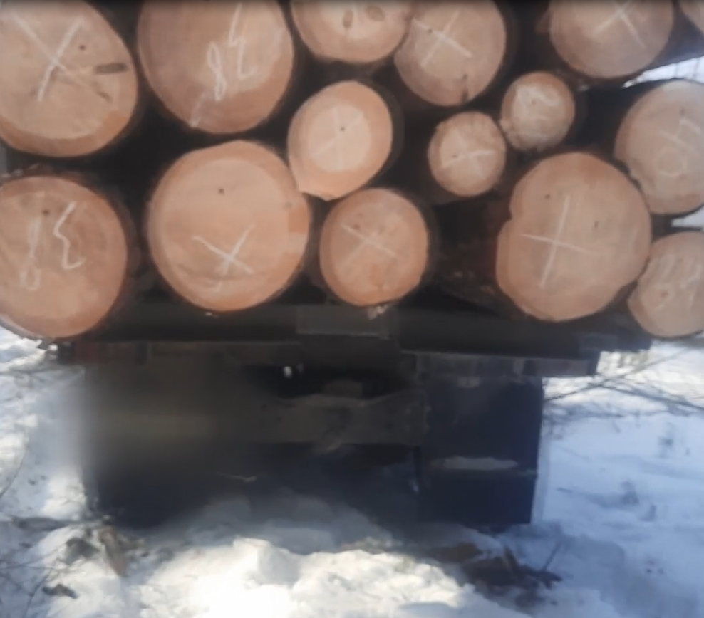 Срубленный лес