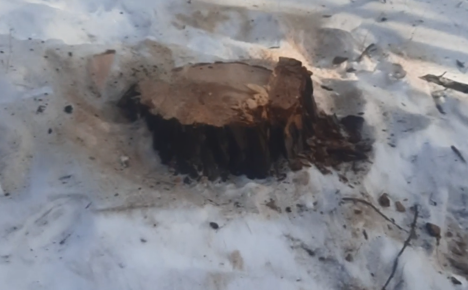 Срубленный лес