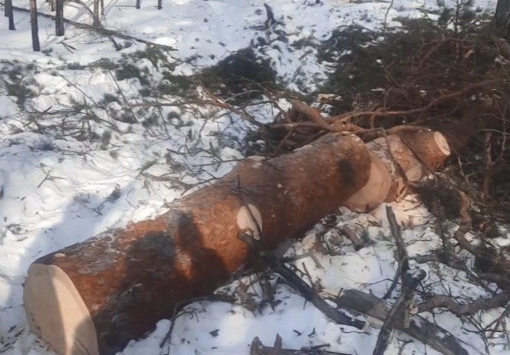 Срубленный лес