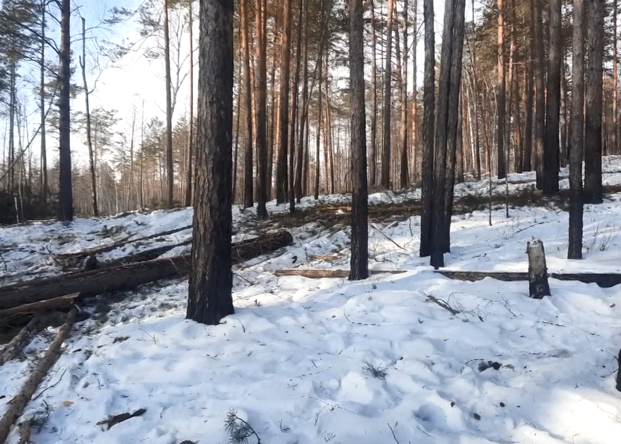 Срубленный лес