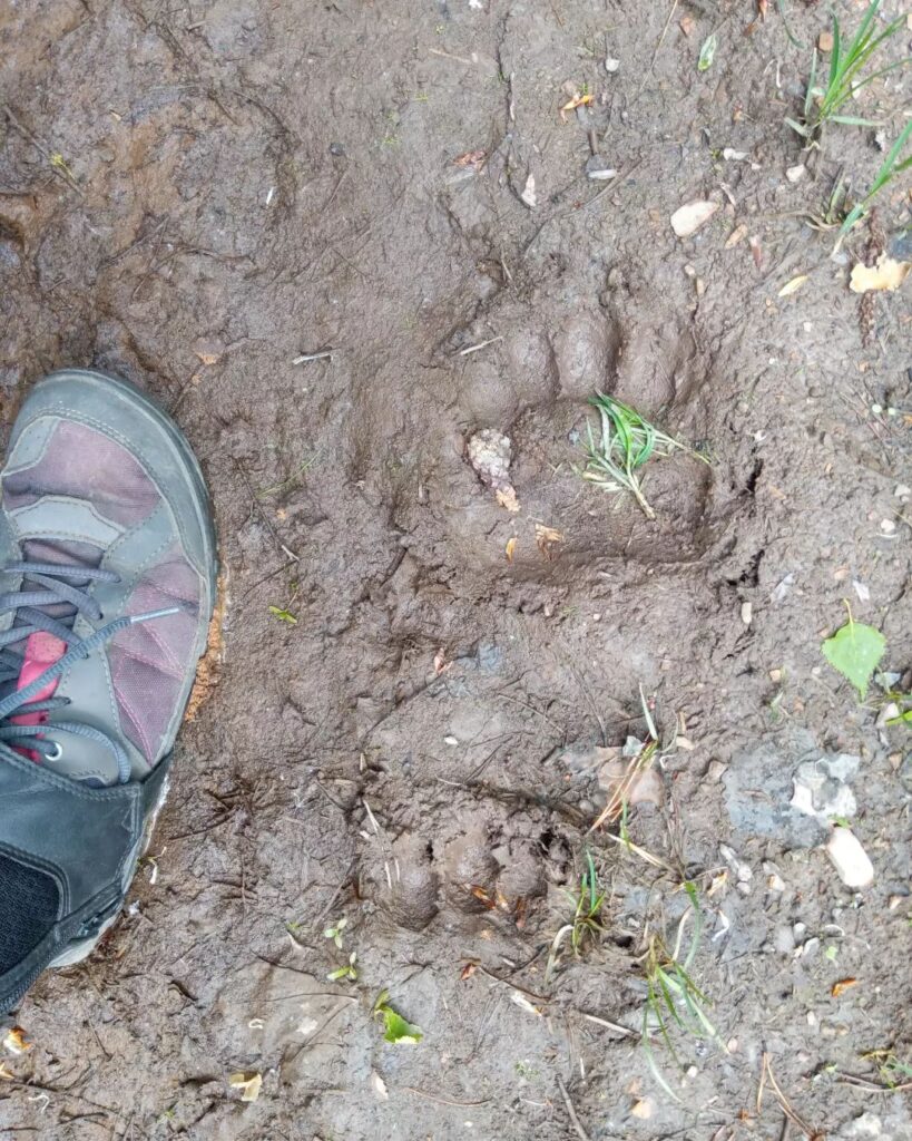 след медведя, медвежий след