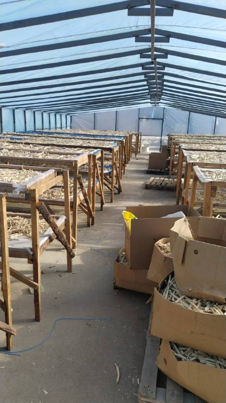 Из Приамурья в Китай отправили более 300 тонн лекарственных растений