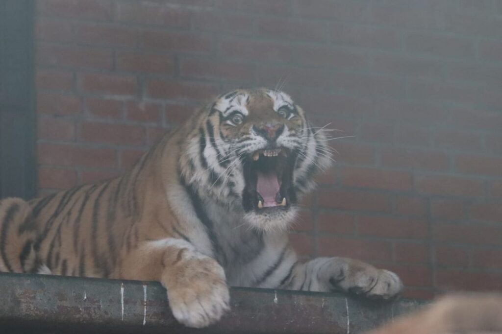 Амурского тигра, который давил собак в Хабаровском крае, отправили жить в Москву