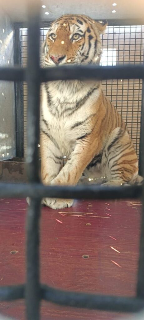 Амурского тигра, который давил собак в Хабаровском крае, отправили жить в Москву