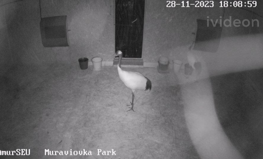 Наблюдать за жизнь амурских журавлей теперь будет интереснее